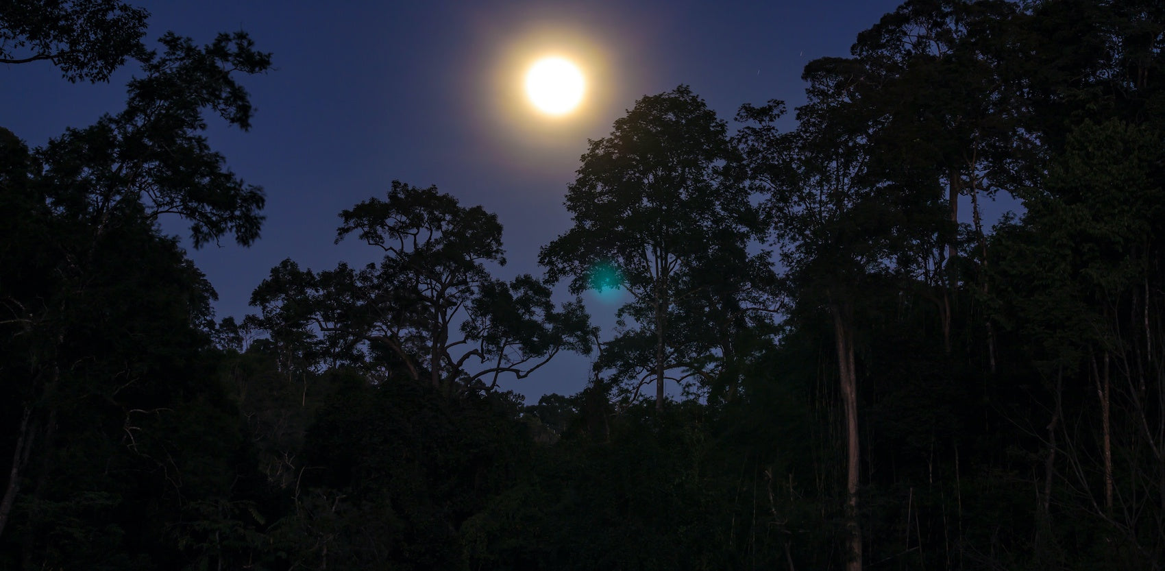 Pleine lune dans la jungle africaine