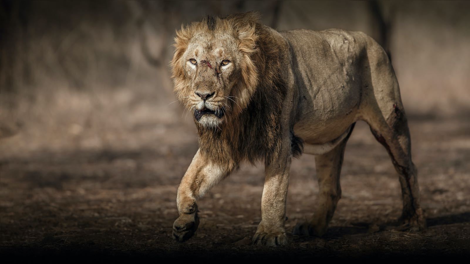 Panthera Leo Persica dans le parc national de Gir