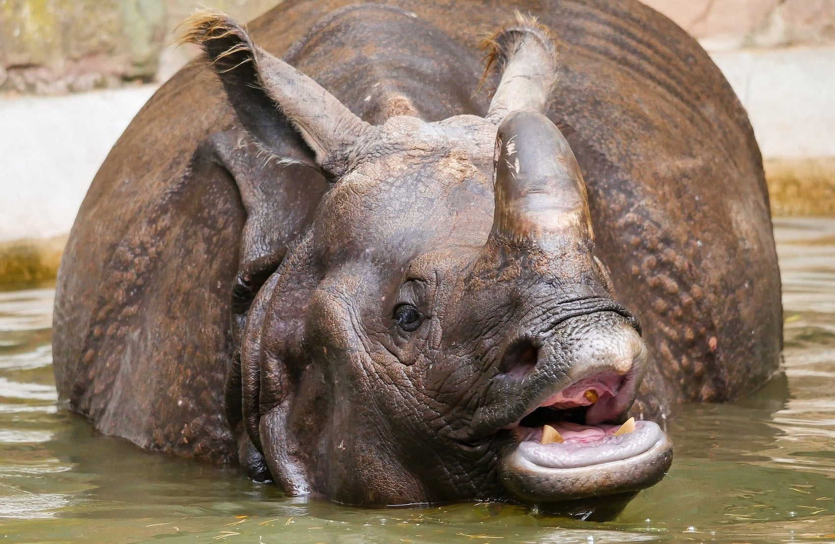 Rhinocéros Indien dans une rivière