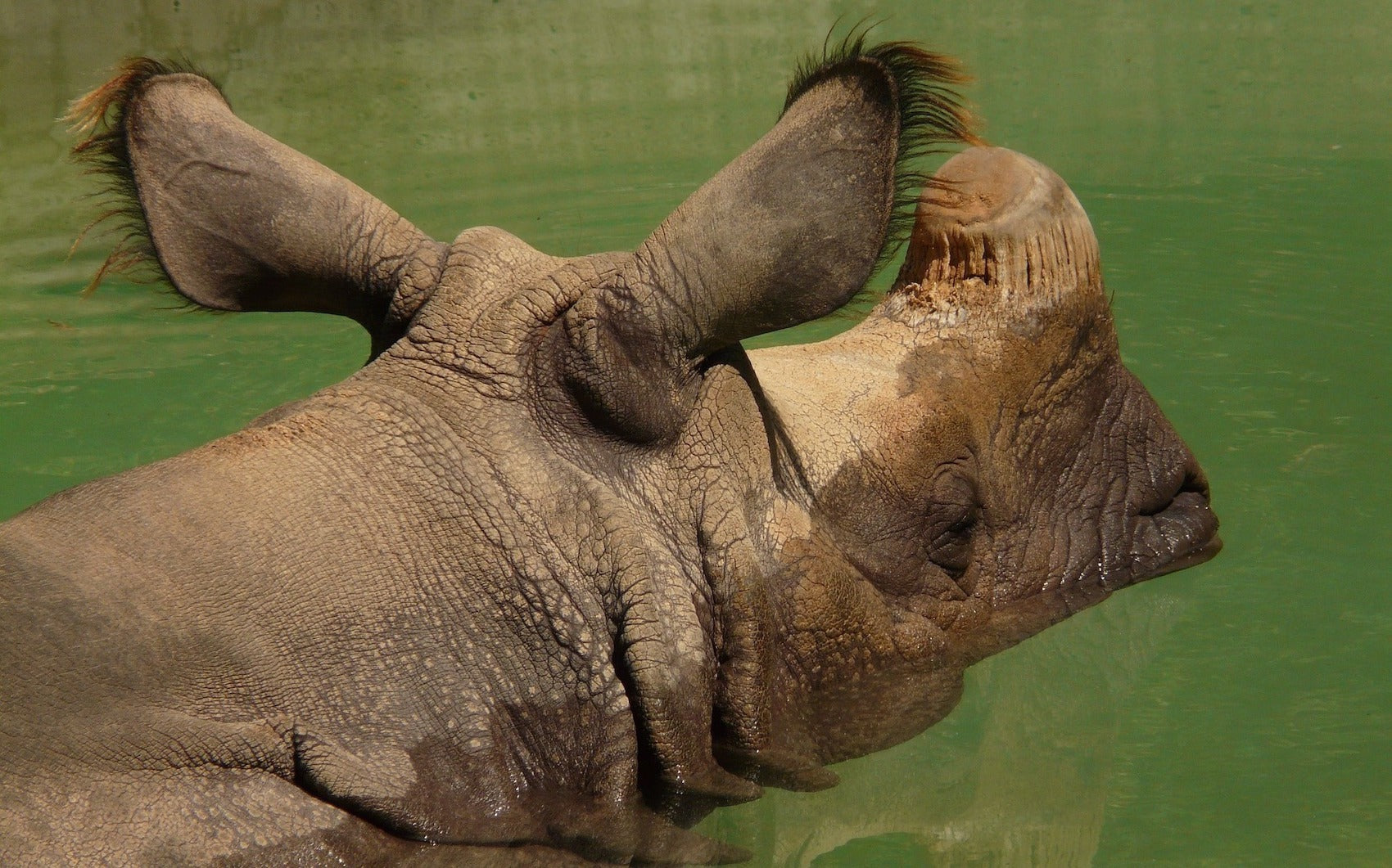 Rhinocéros Indien qui nage