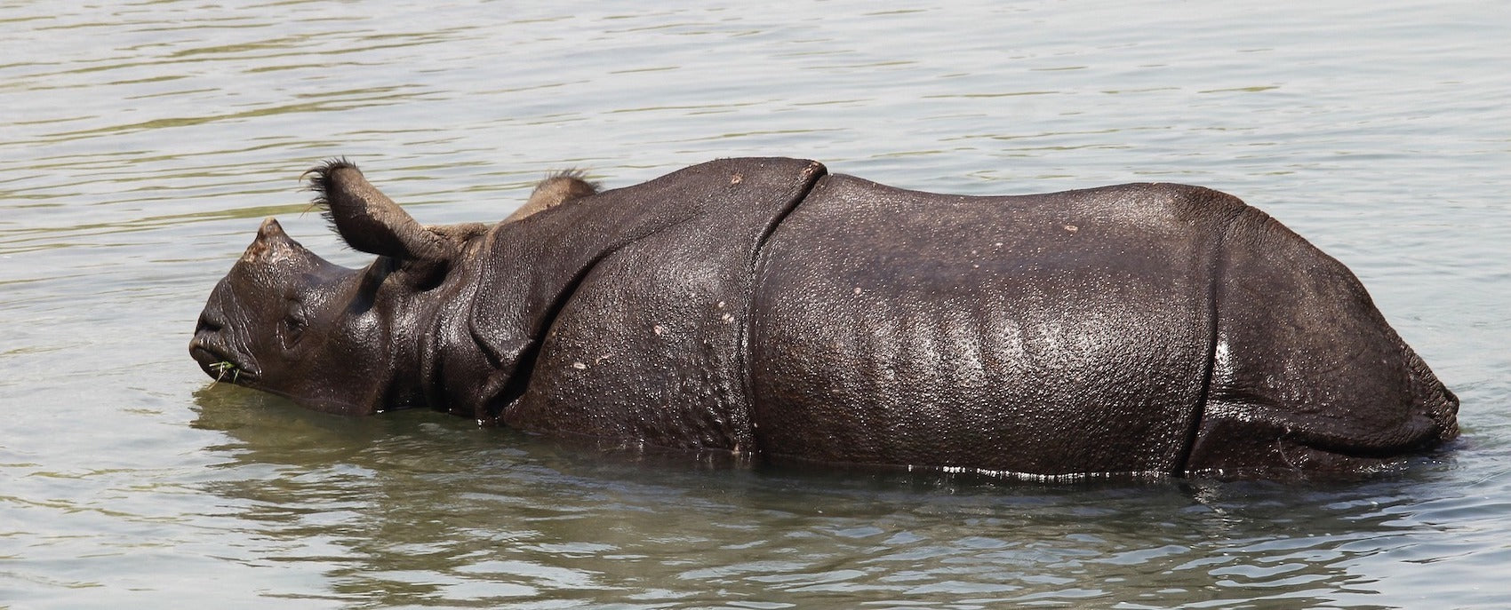 Rhinocéros Indien qui se baigne dans l'eau