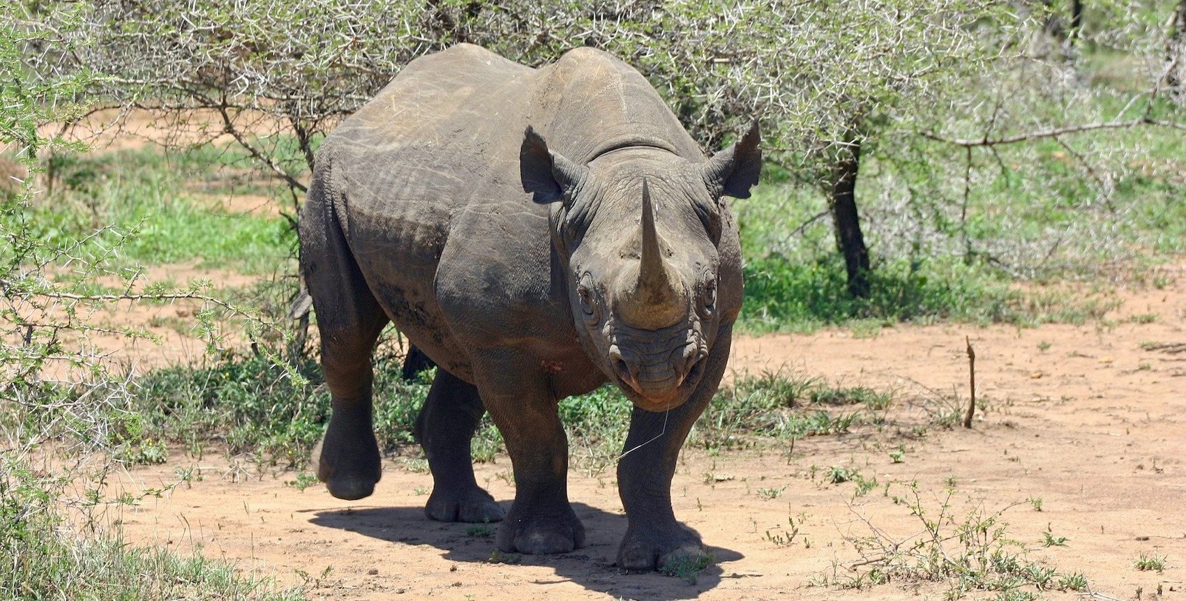 Rhinocéros Noir dans la savane