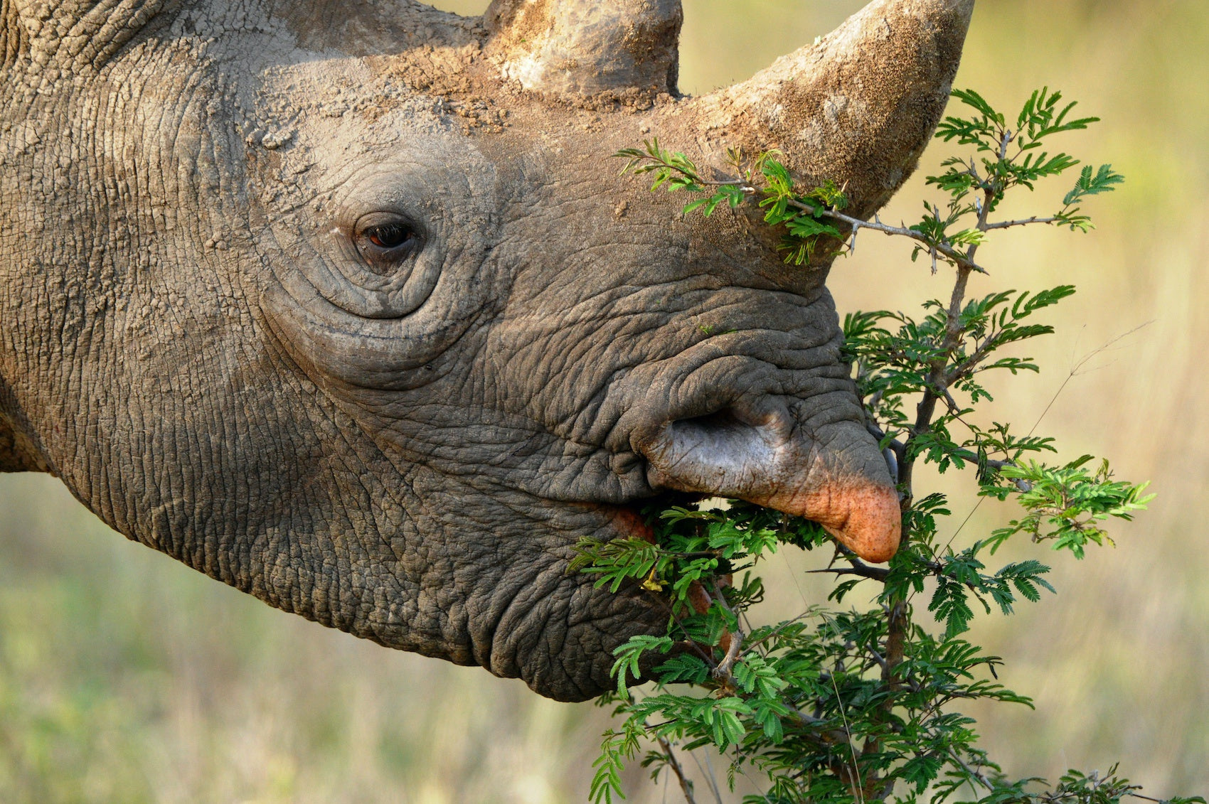 Rhinocéros Noir qui mange une branche