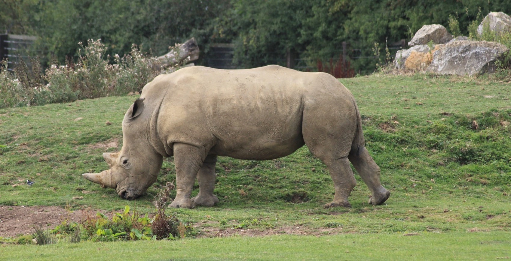 Rhinocéros dans la parc du zoo