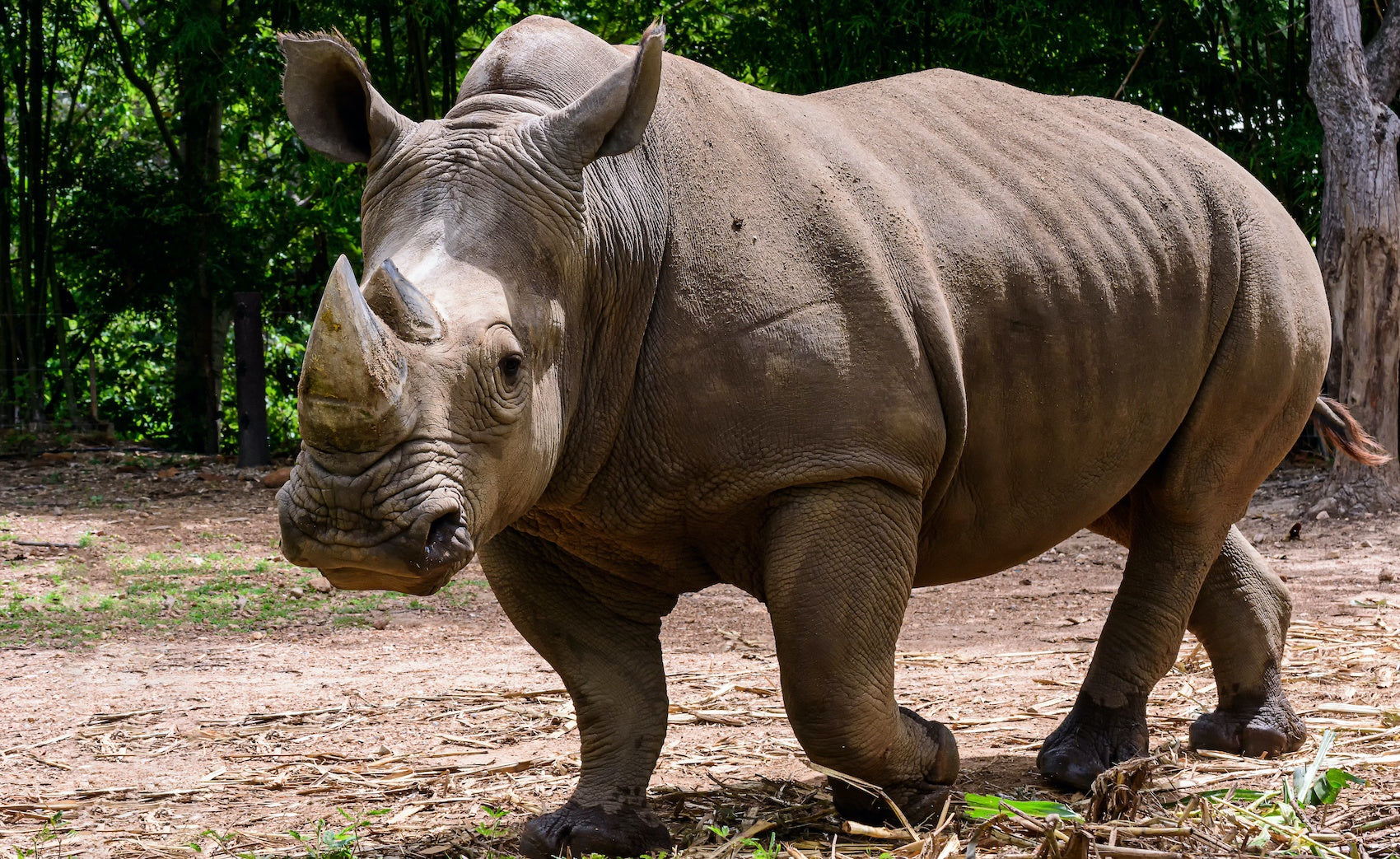 Rhinocéros de Sumatra dans la forêt
