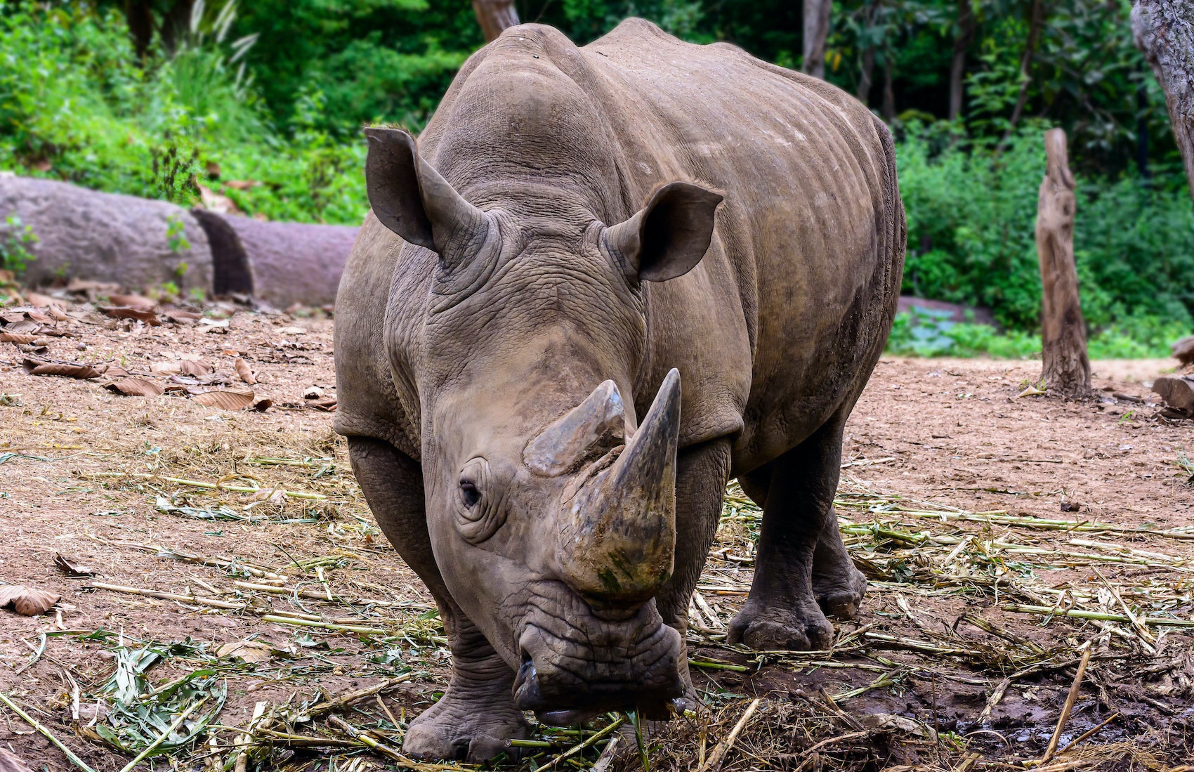 Rhinocéros de Sumatra qui mange