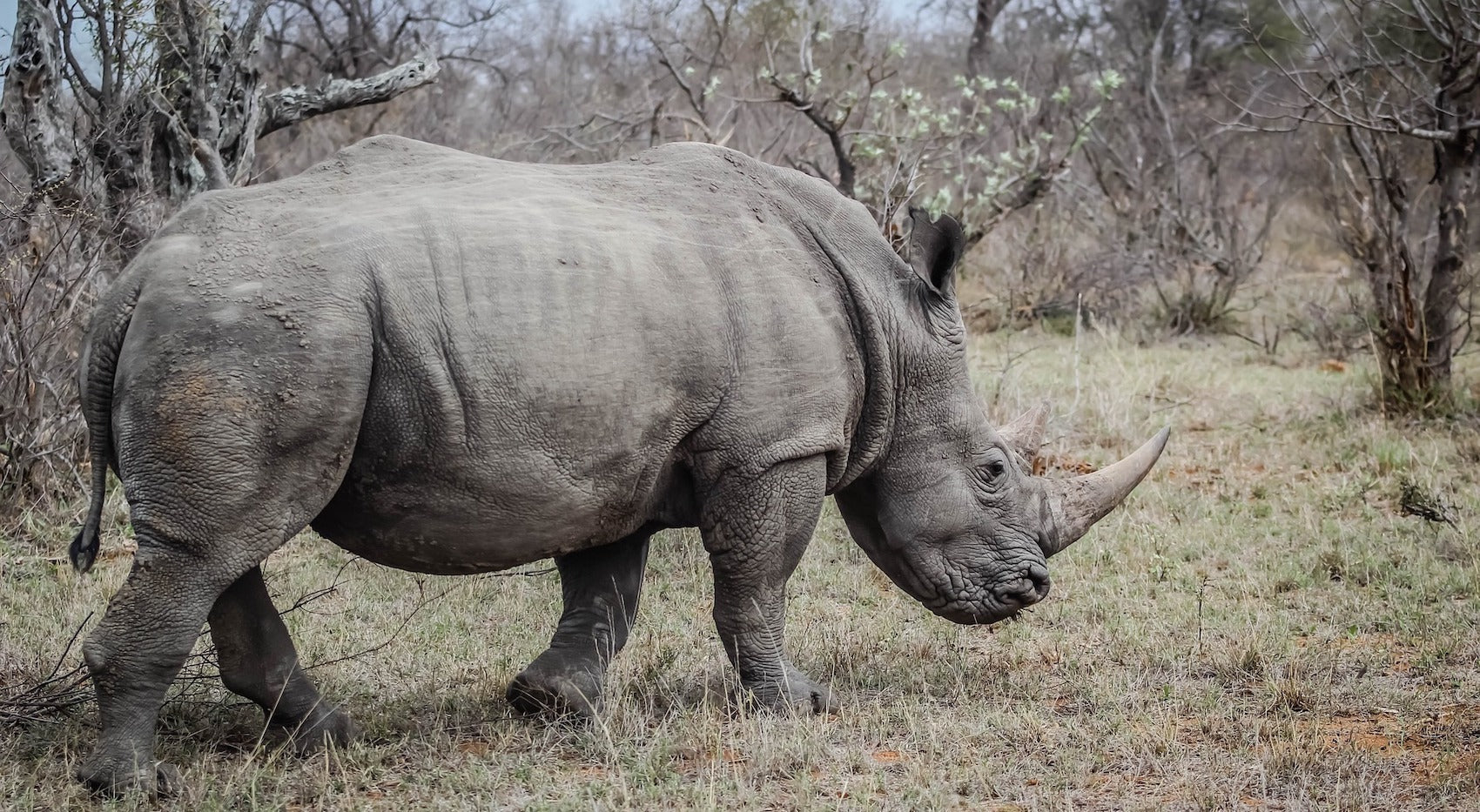 Rhinocéros qui mange des tiges