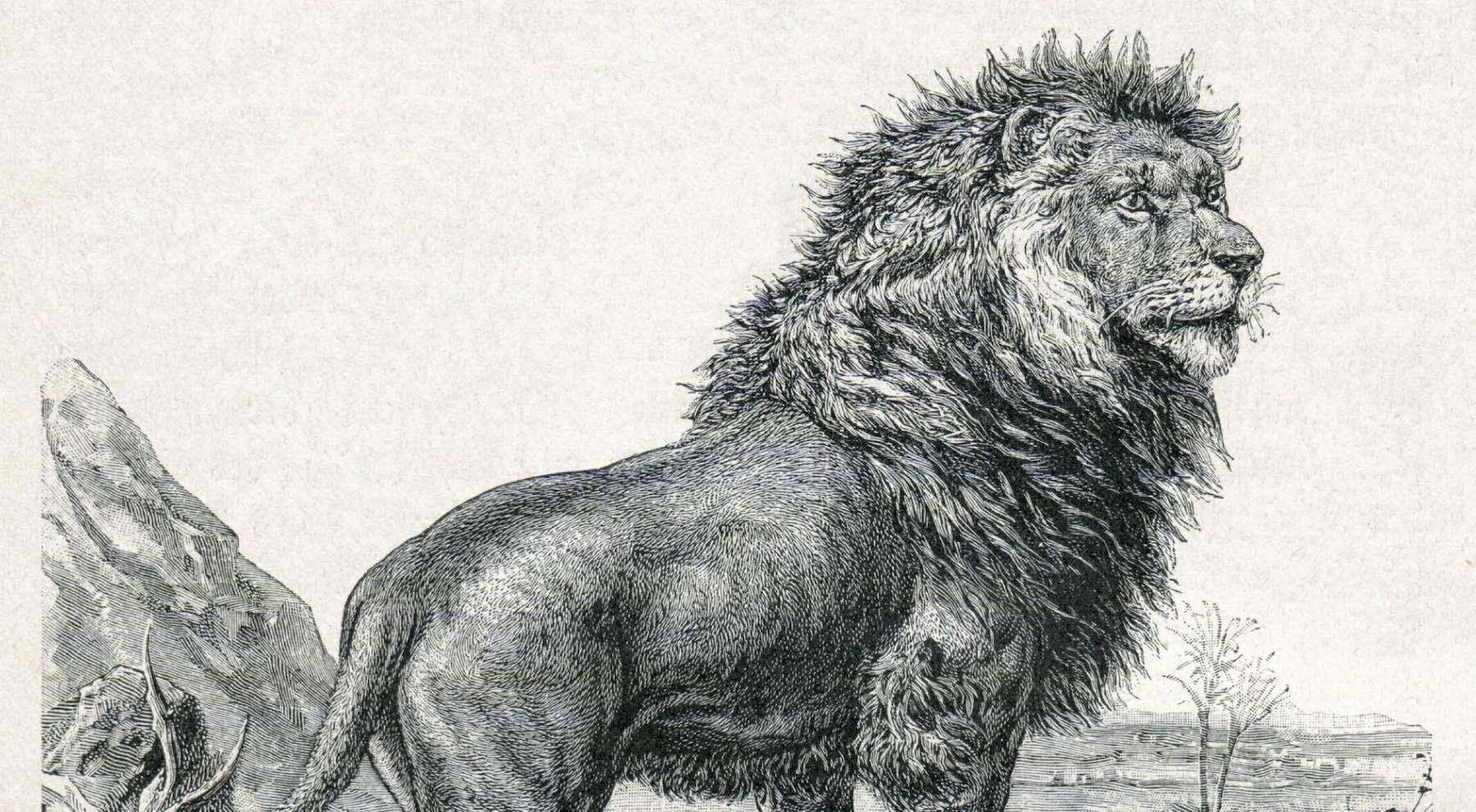 Roi Lion dans l'antiquite