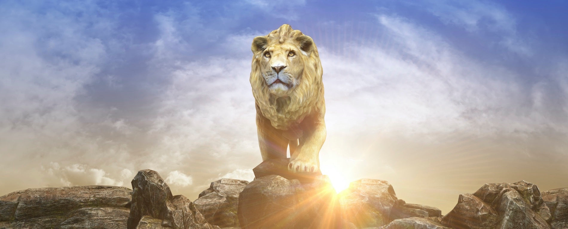 Roi Lion sur le rocher des lions en Afrique