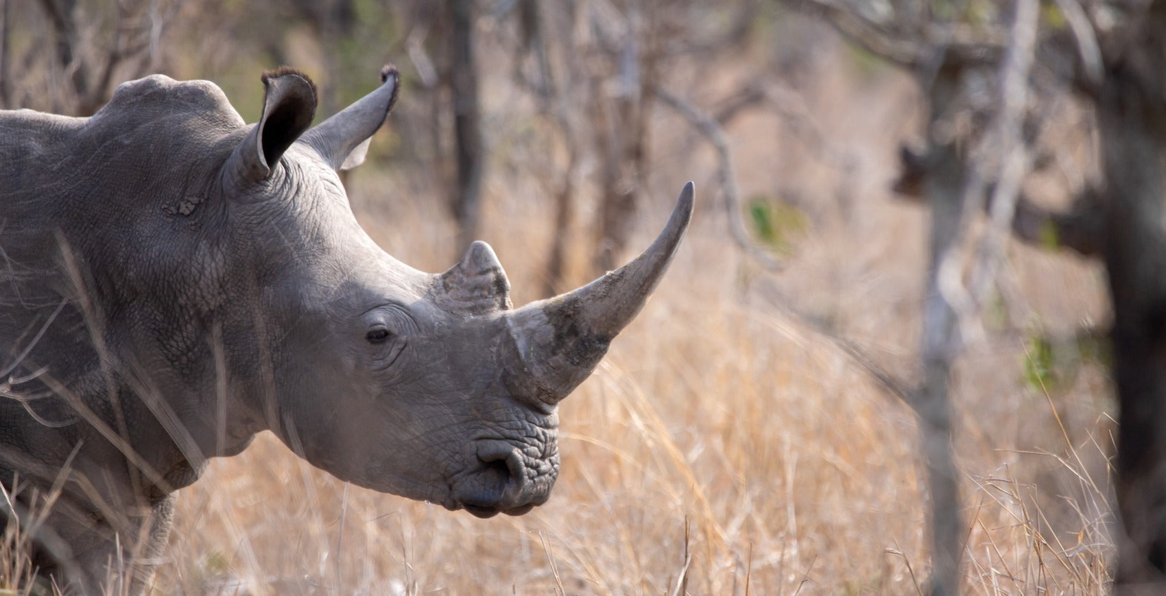 Tête de Rhinocéros dans la savane