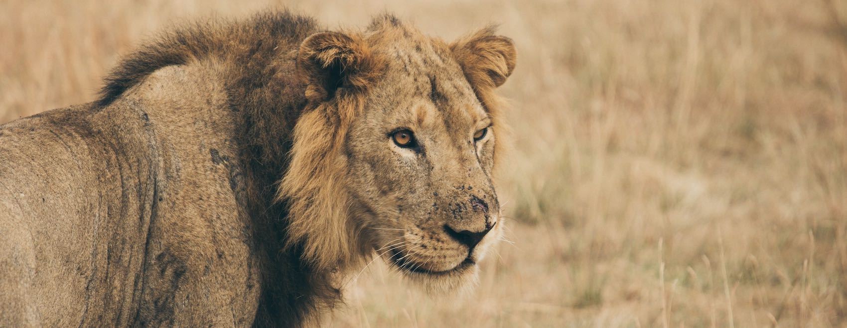 Tete de Lion dans la brousse en Afrique