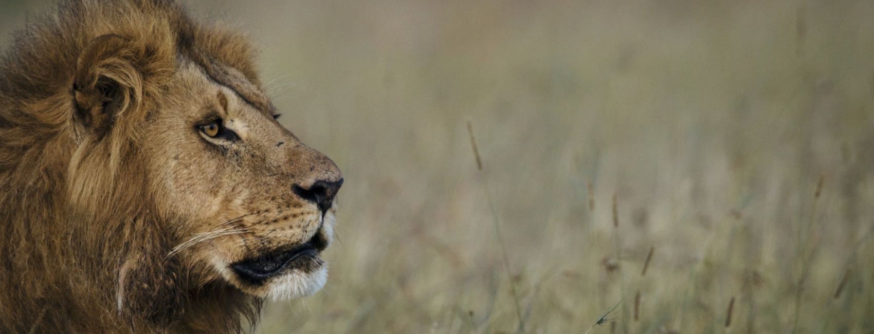 Tete de Lion dominant dans la savane