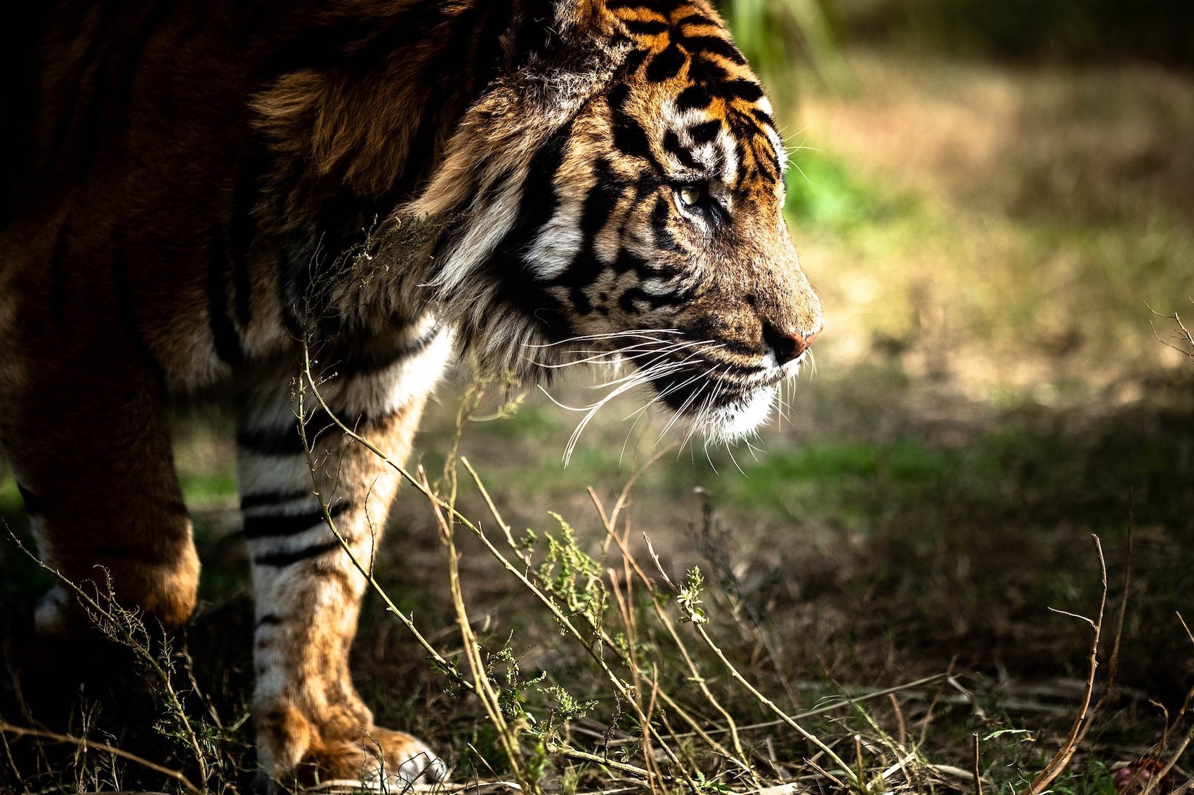 Tigre dans la végétation indienne