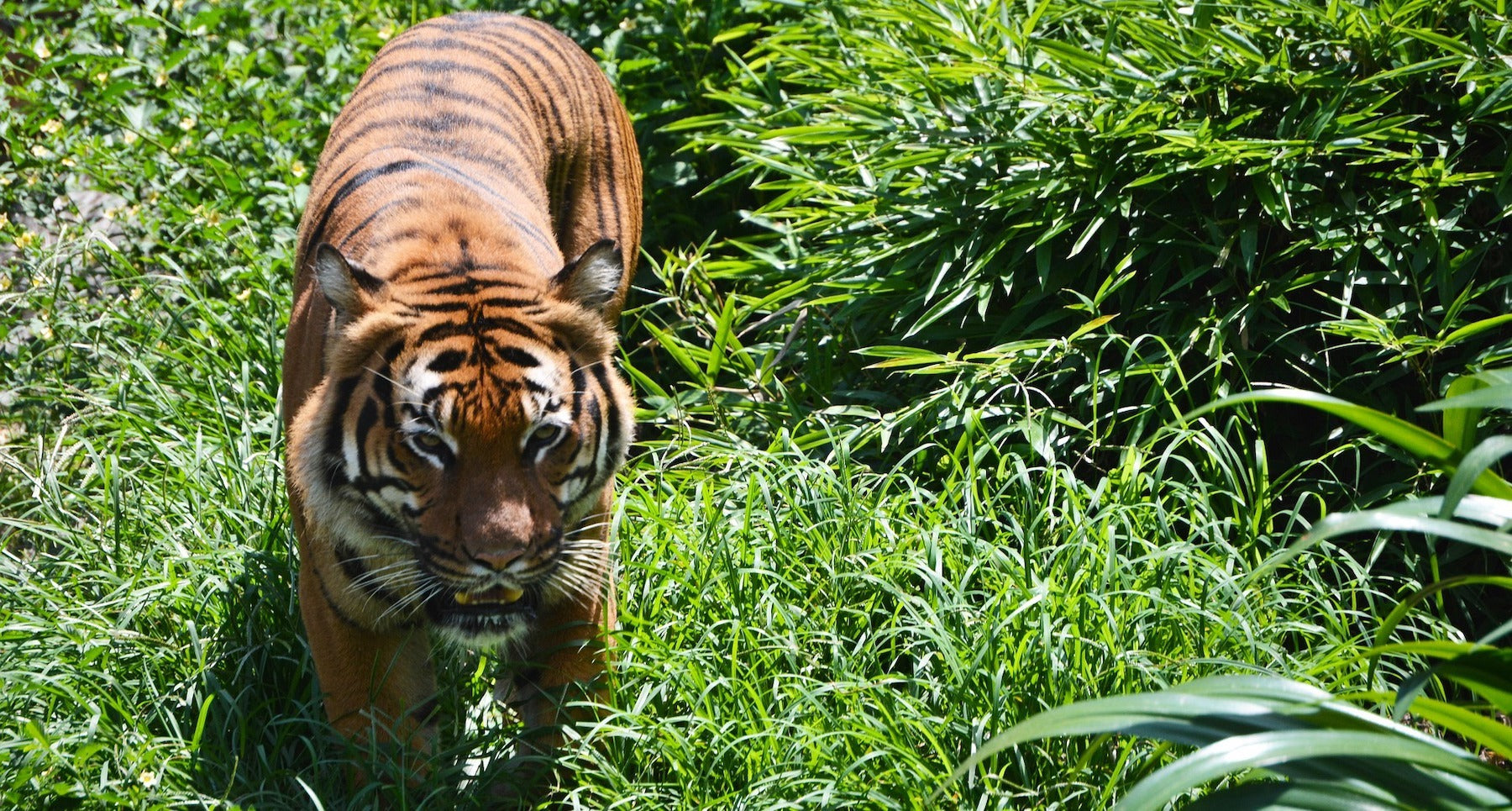 Tigre en position attaquante