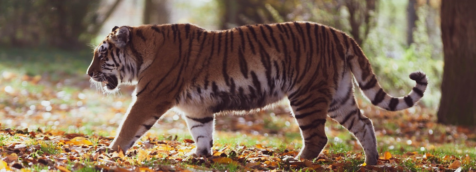 Tigre en chasse dans la jungle