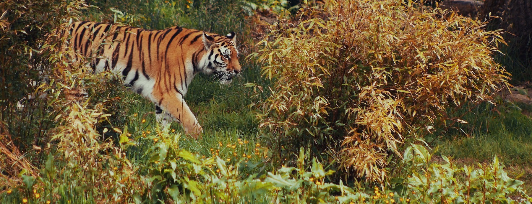 Tigre qui se camoufle dans la jungle