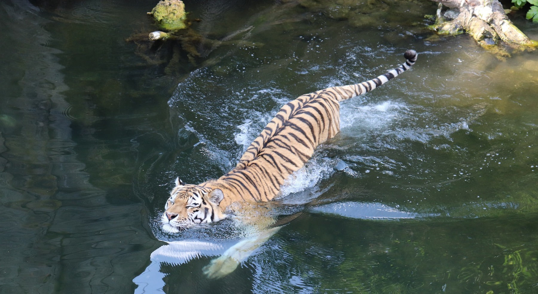 Tigre qui traverse une rivière