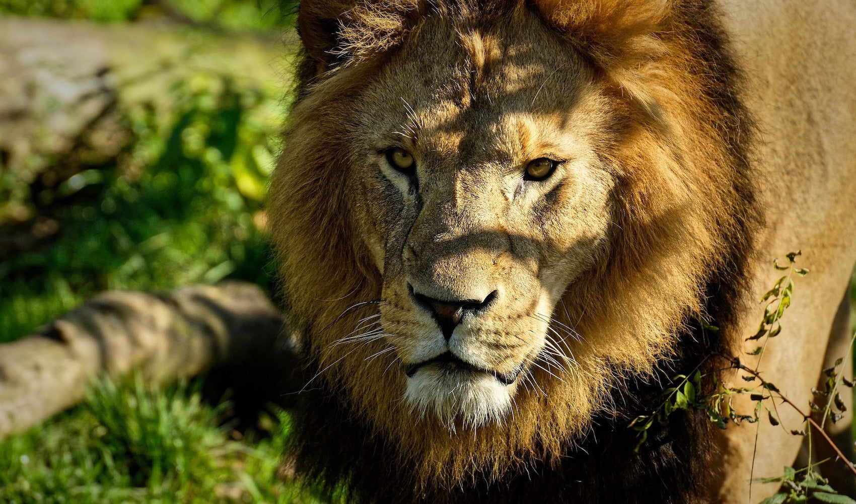 Yeux de Lion africain