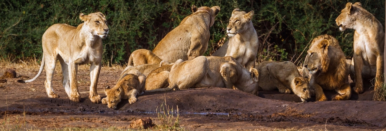 troupeaux de Lions et de lionnes sauvages dans savane