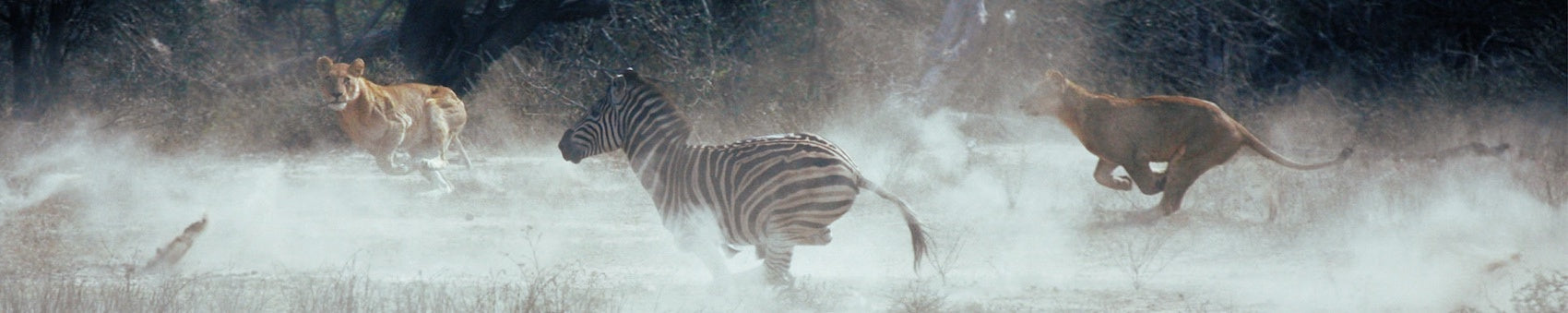 Deux Lionnes qui chassent un zebre