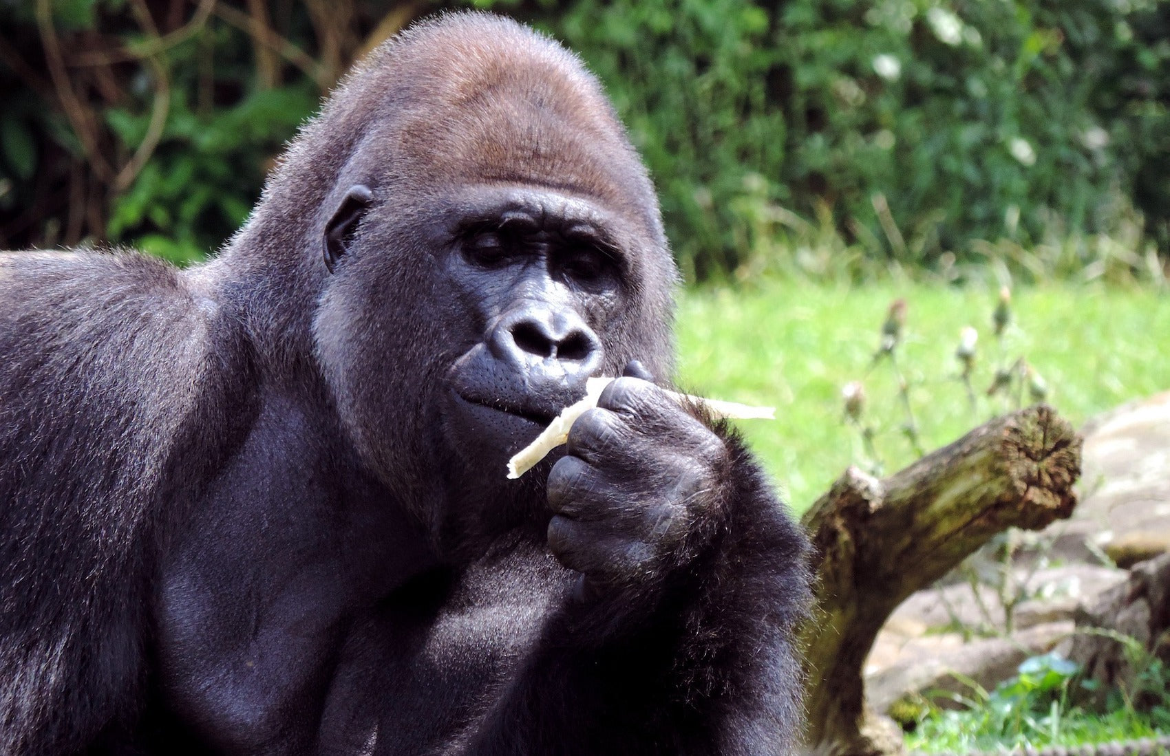 Gorille qui mange une plante
