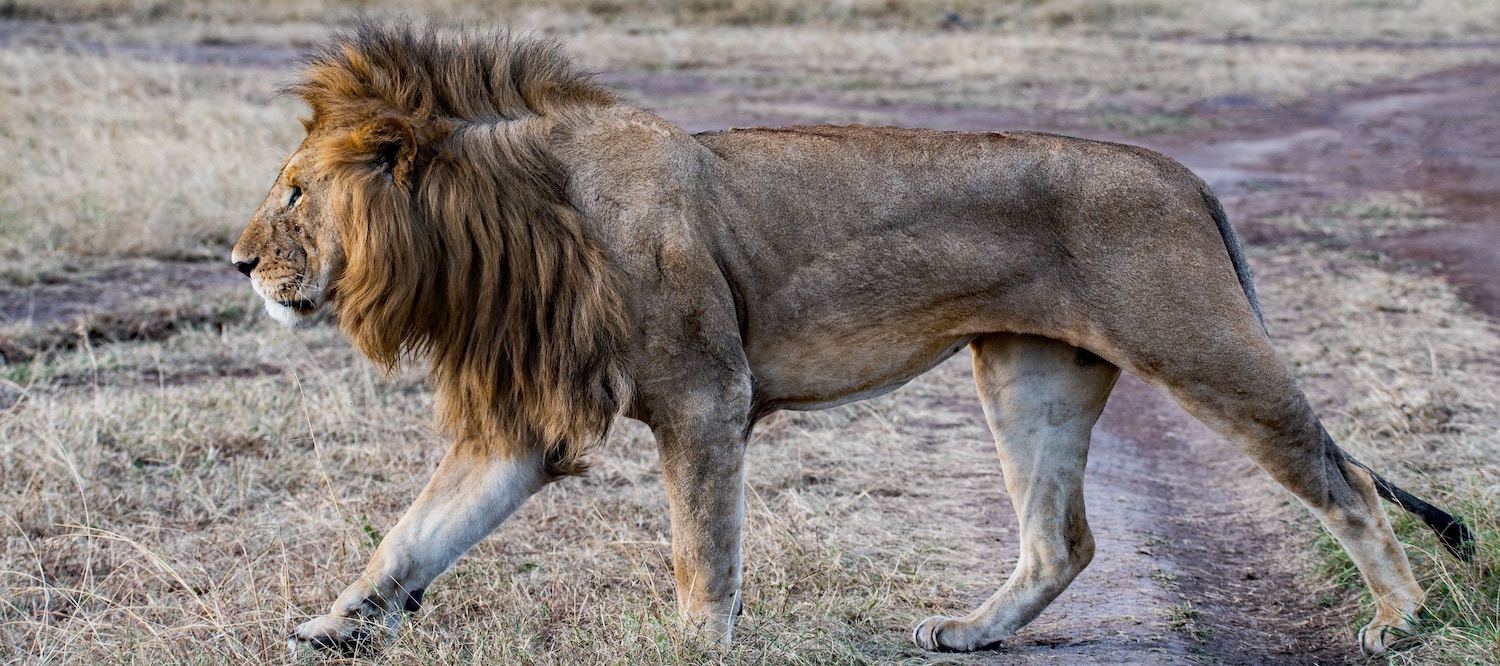 Lion Roi avec Criniere chasse dans prairie