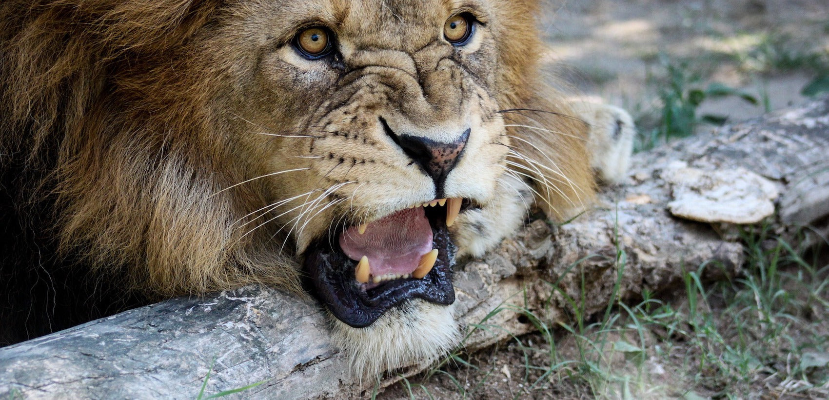 Lion avec la mâchoire ouverte dans la savane 