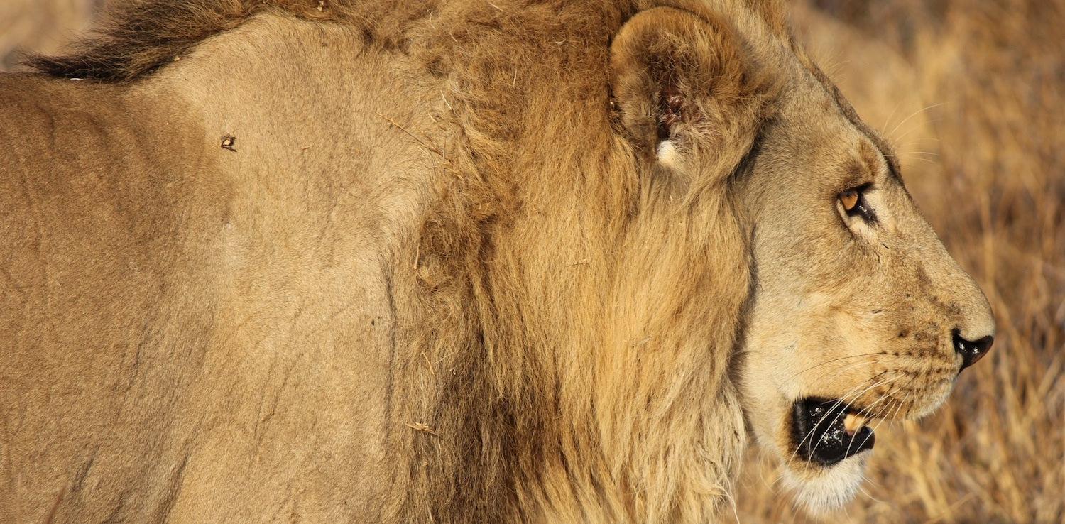 Lion male dominateur dans la brousse africaine