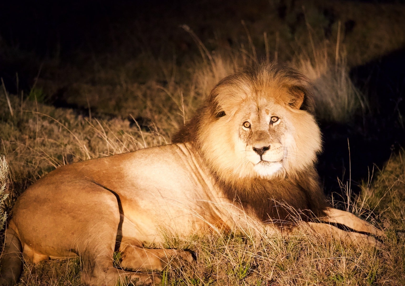 Lion caché dans la nuit