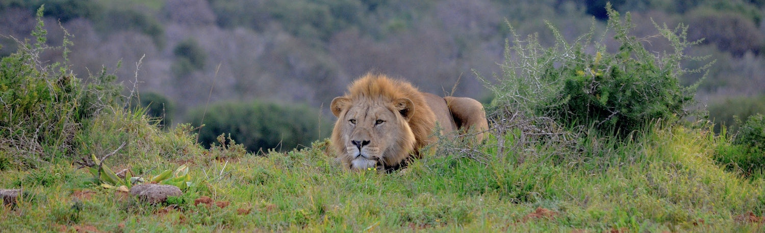 Lion pret a bondir sauvagement dans la savane