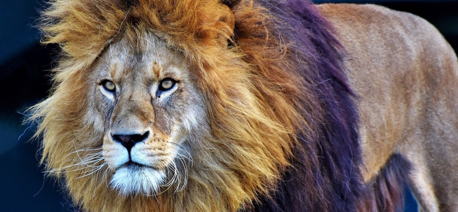Lion regard sauvage pour focaliser sur la proie