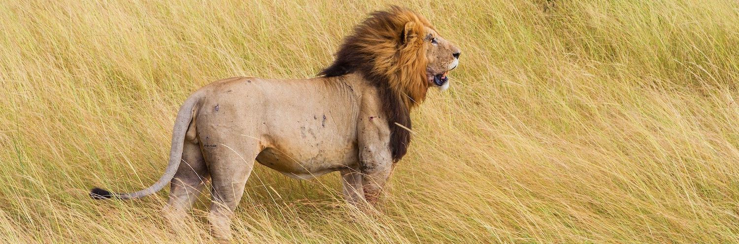 Lion avec Criniere regarde la savane