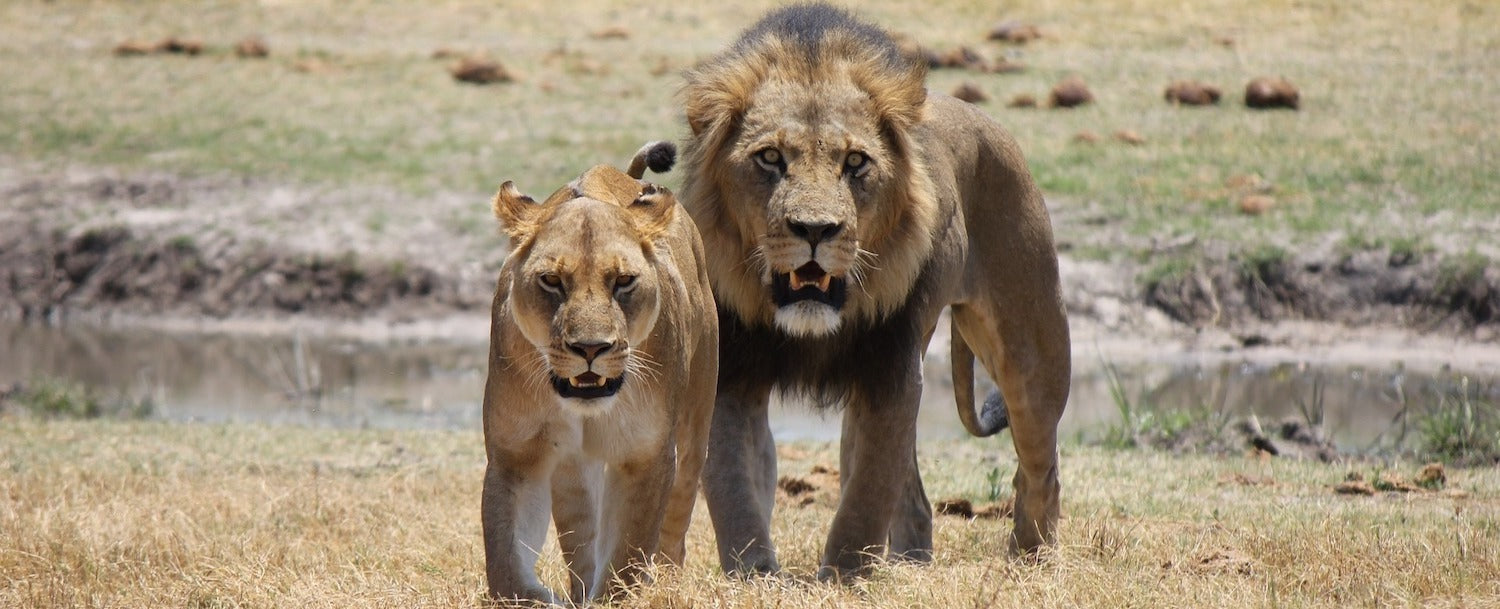 Lion et lionne dans la pleine savane africaine