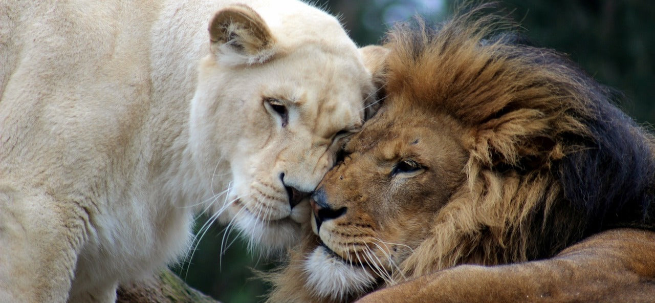 lionne blanche et Lion male dominant ensemble dans savane
