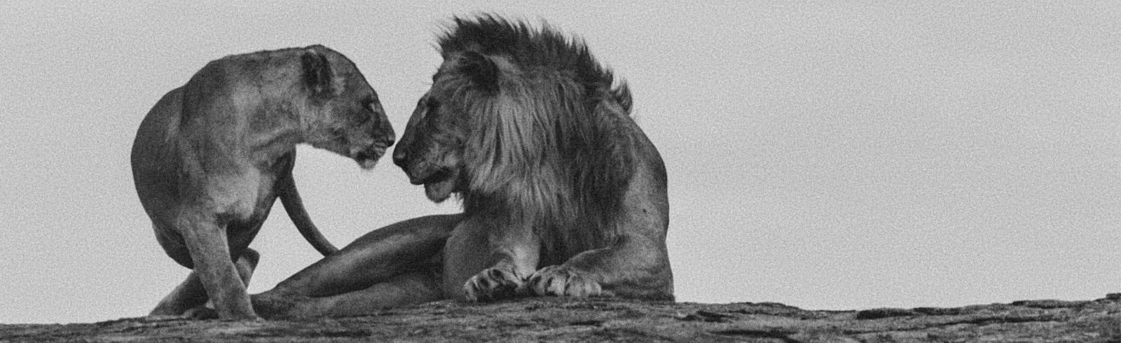 Lion et Lionne qui se rapproche chaleureusement