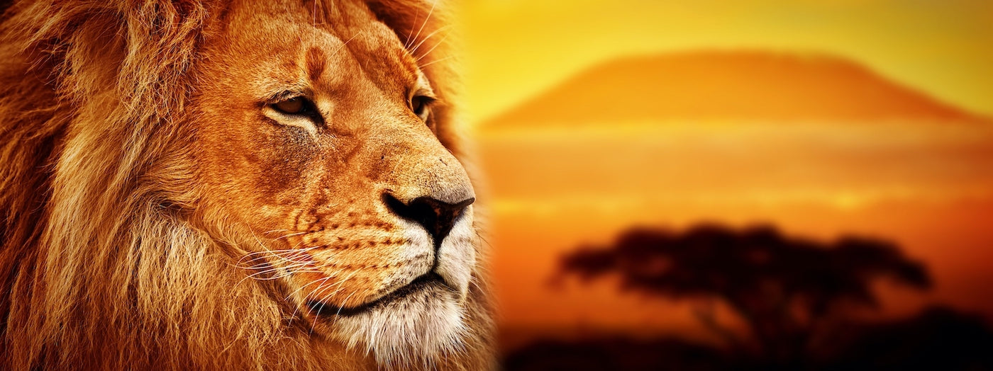 Roi Lion sous coucher de soleil savane