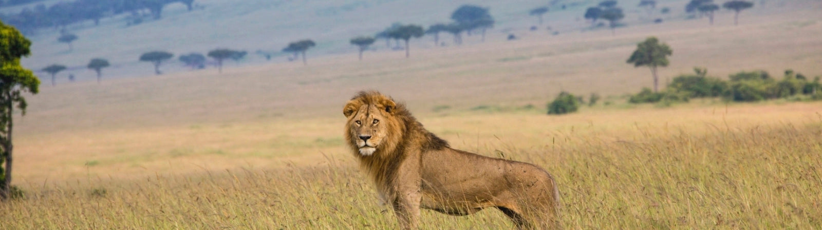 Lion Male Solitaire dans la savane africaine