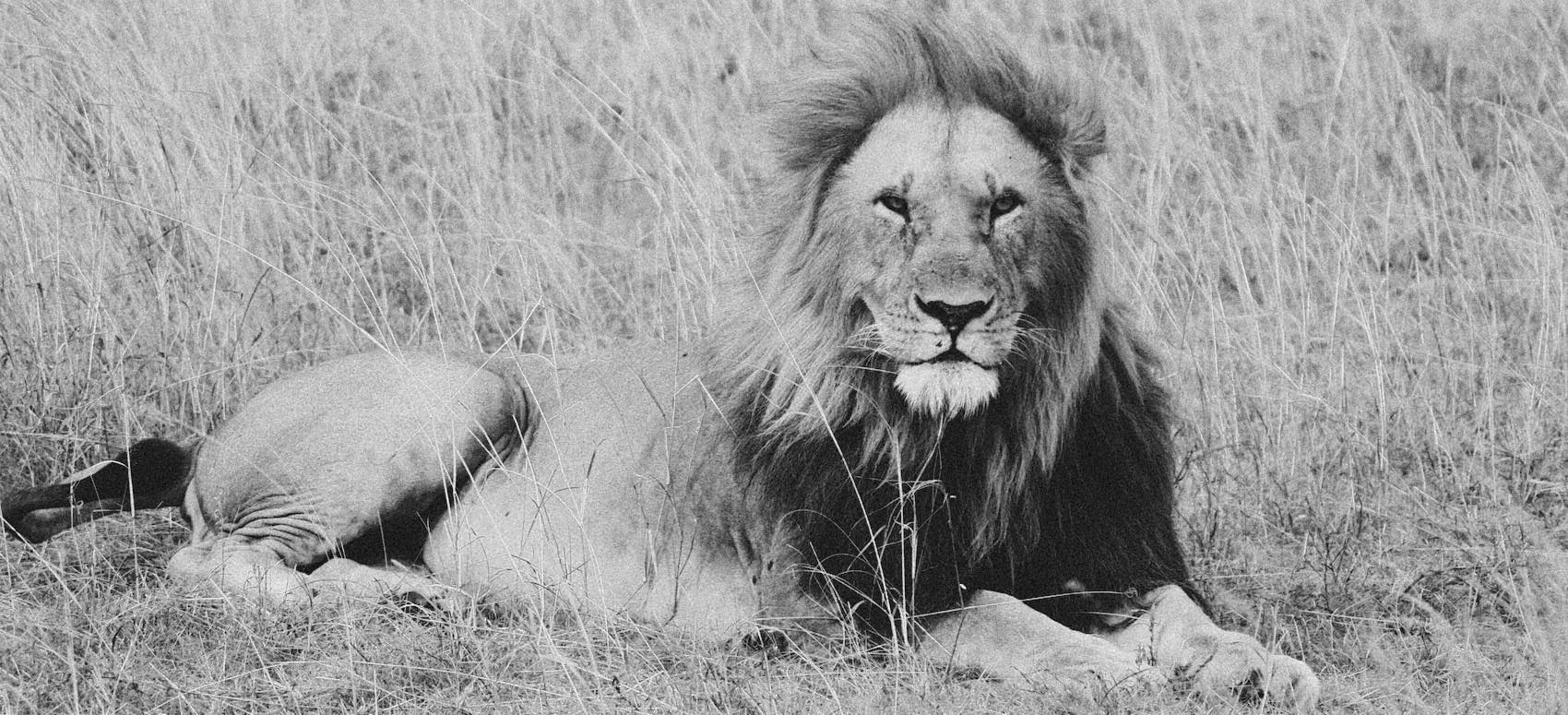 Lion avec criniere qui domine la savane 