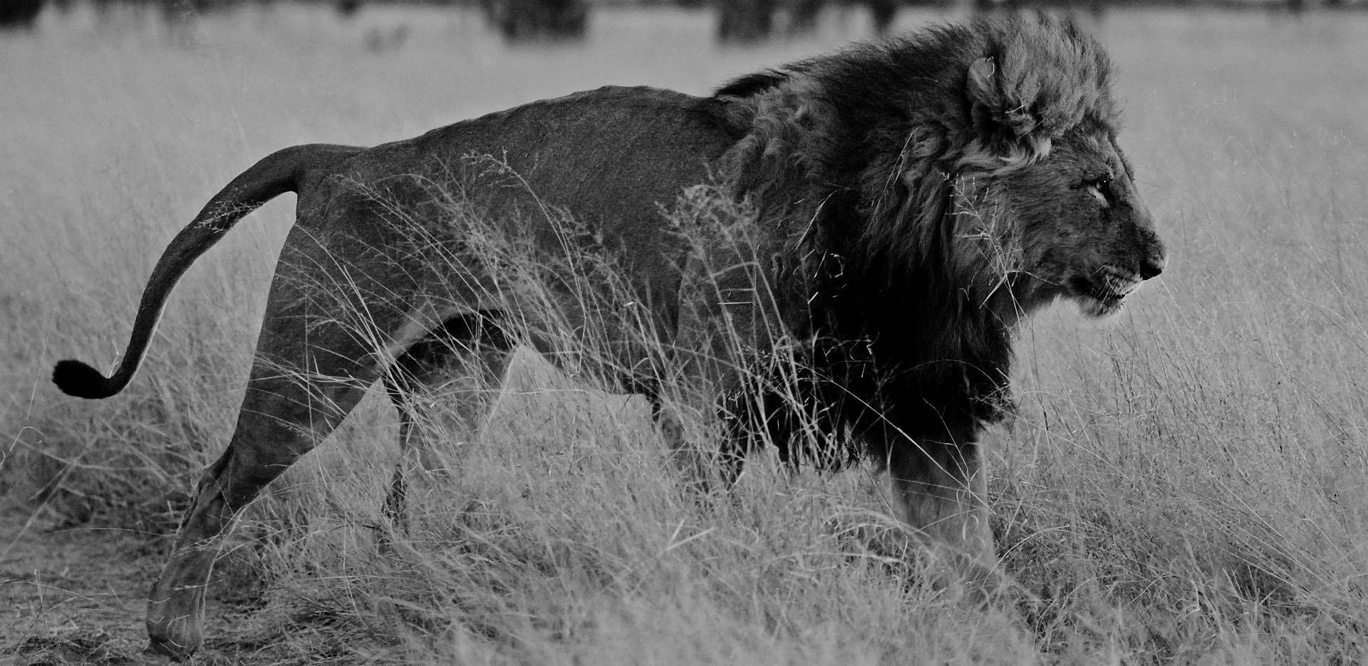 Lion male puissant qui pavane fierement