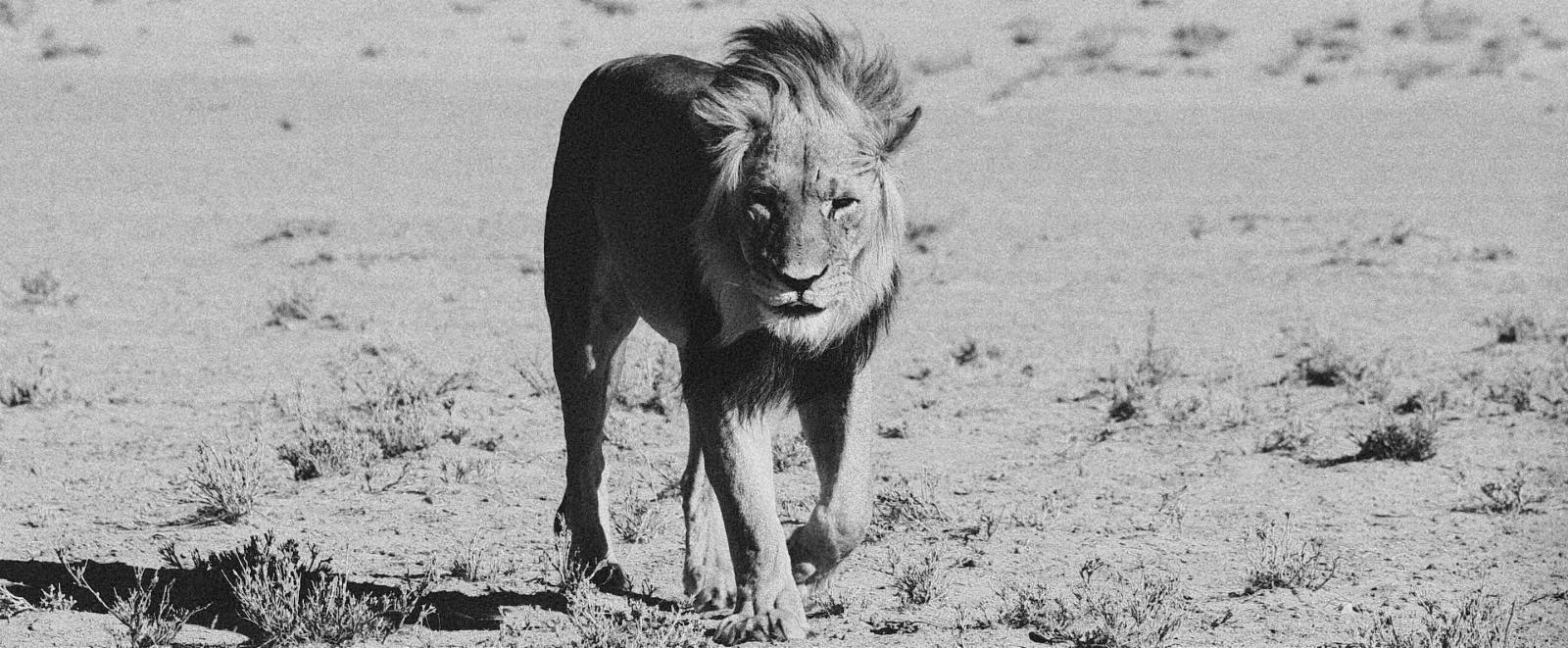 Lion qui affronte la brousse africaine