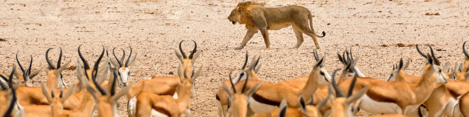 Lion qui est en chasse de gazelles