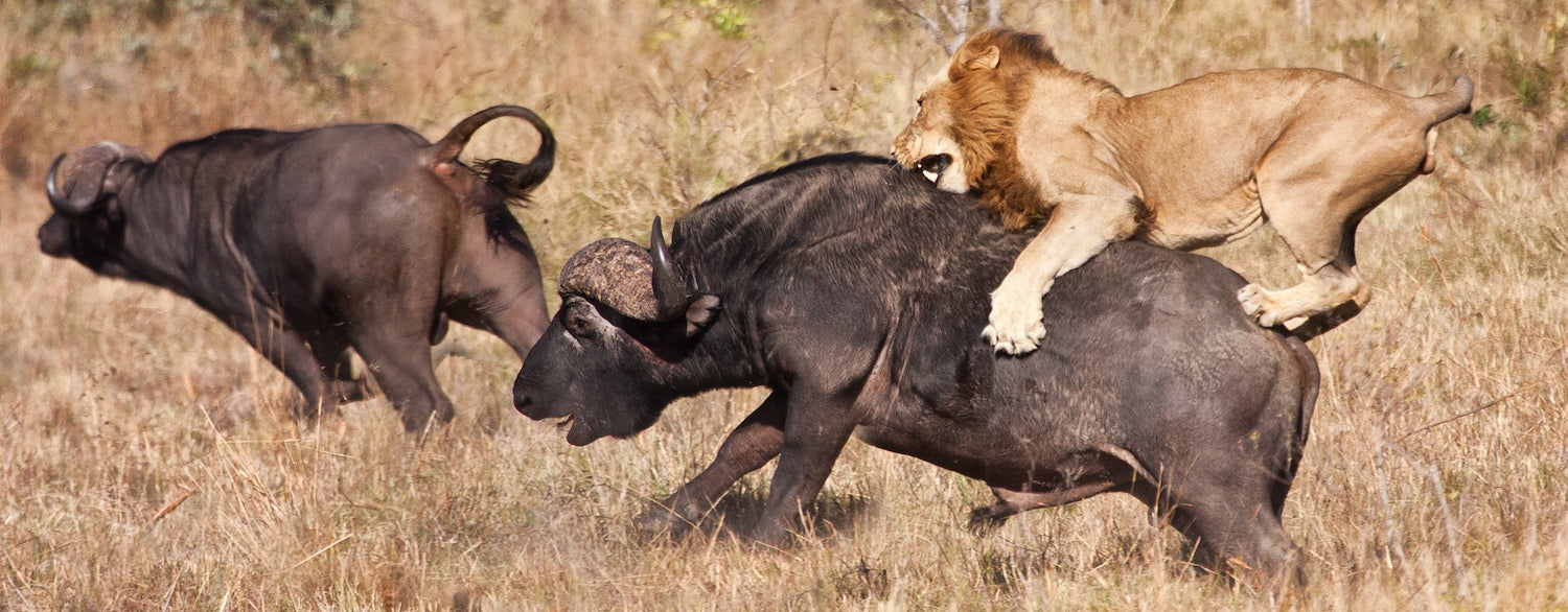 Lion en pleine attaque sur un buffle africain
