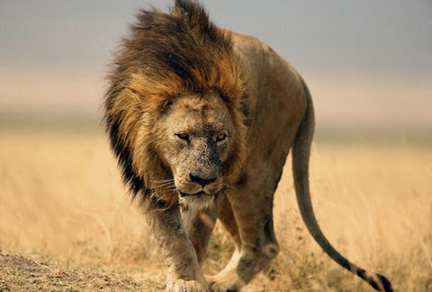 Lion seigneur qui combat ferocement la savane