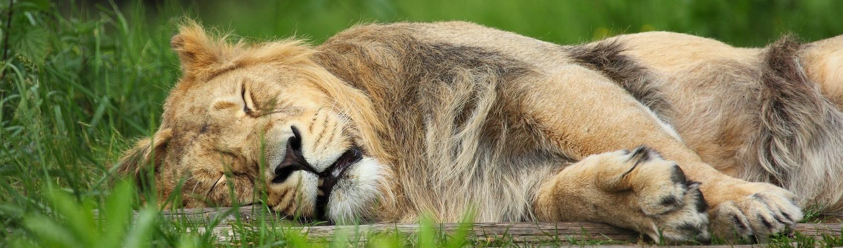 Lion qui dort et reve au zoo