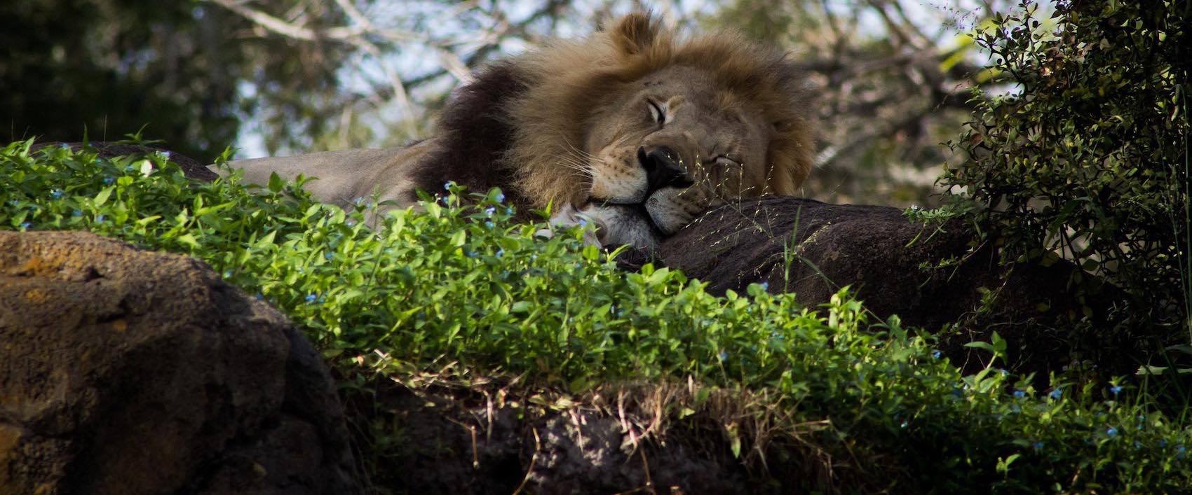 Lion qui dort et reve dans la savane