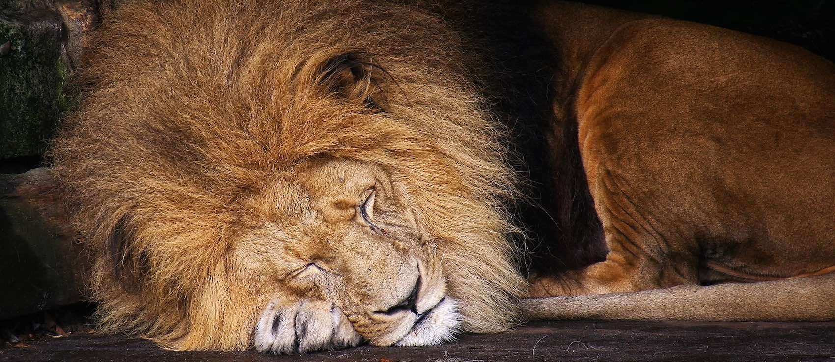 Lion qui se repose et reve dans la savane en Afrique