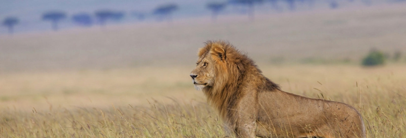 Lion qui surveille et protege le territoire du clan 