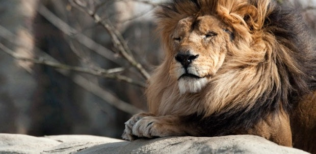 Lion qui dort paisiblement sur un rocher