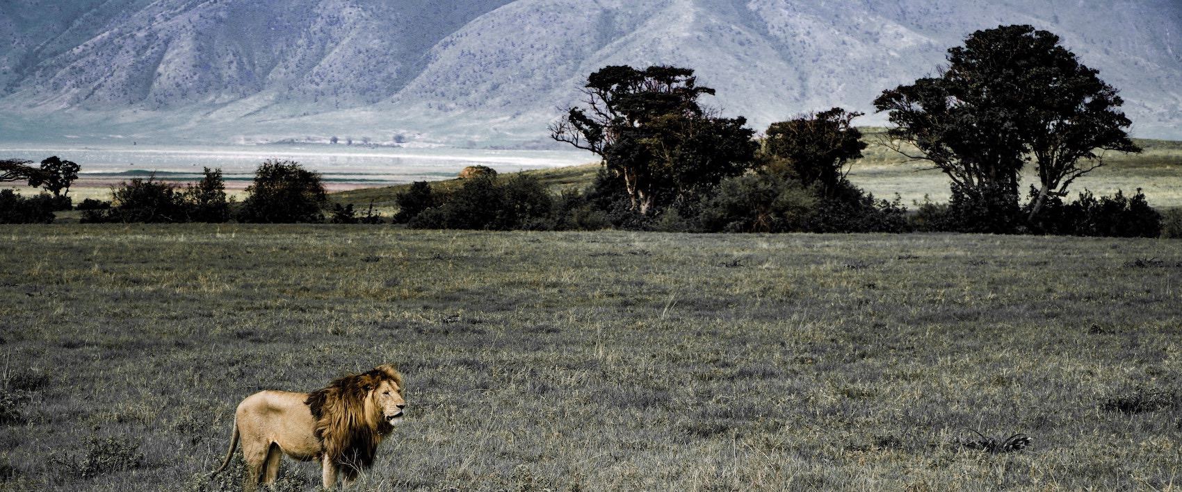 Lion solitaire en profonde savane africaine 