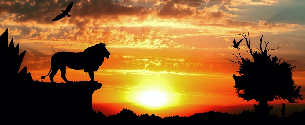 Lion sous coucher de soleil de la savane